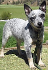 Mini Blue Heeler Dog