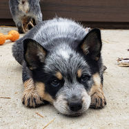 Mini Blue Heeler Puppy laying on pavement.