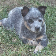 Mini Australian Cattle Dog for Sale