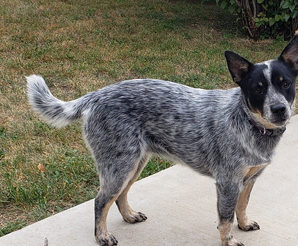 Mini Blue Heeler Dog
