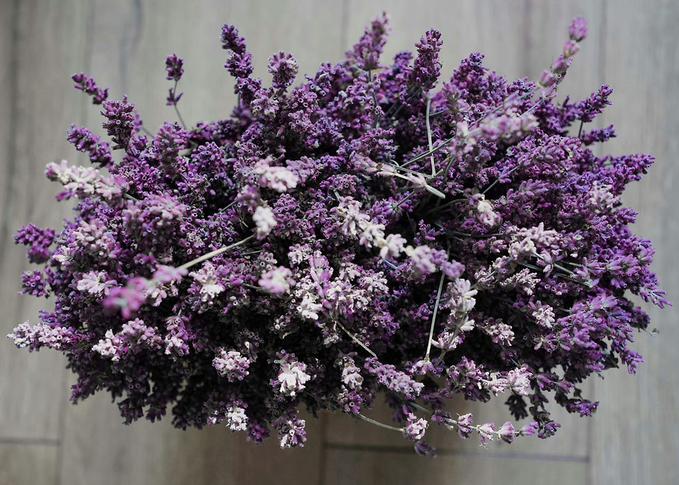 Big bouquet of deep and purple dried lavender on a grey wooden floor background