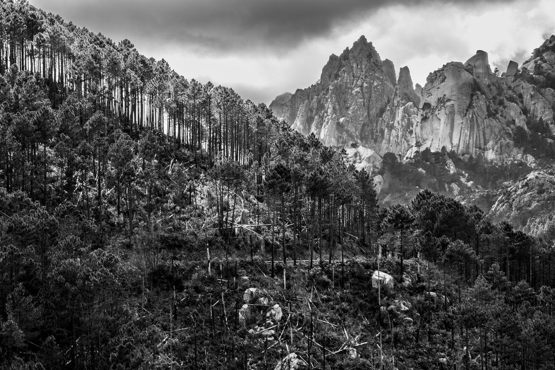 Forêt de pins et montagnes rocheuses en noir et blanc.