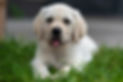 little-labrador-retriever-puppy-lies-grass-yawns (1).jpg