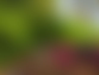 Pourquoi il est important de mettre de l'engrais pour votre haie de cèdres 