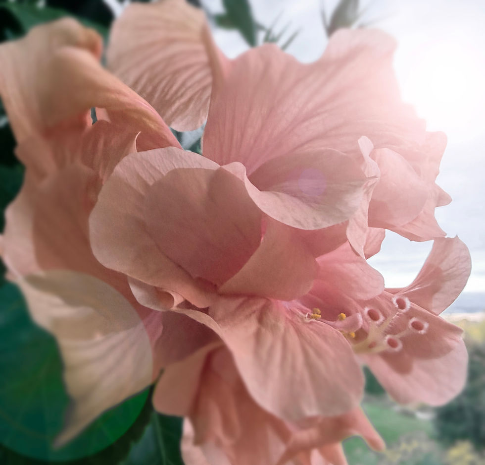Hibiscus rose pâle épanoui avec pistils visibles.
