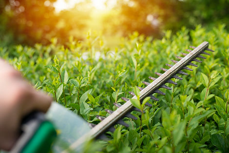 bush-pruning-with-hedge-trimmer.jpg