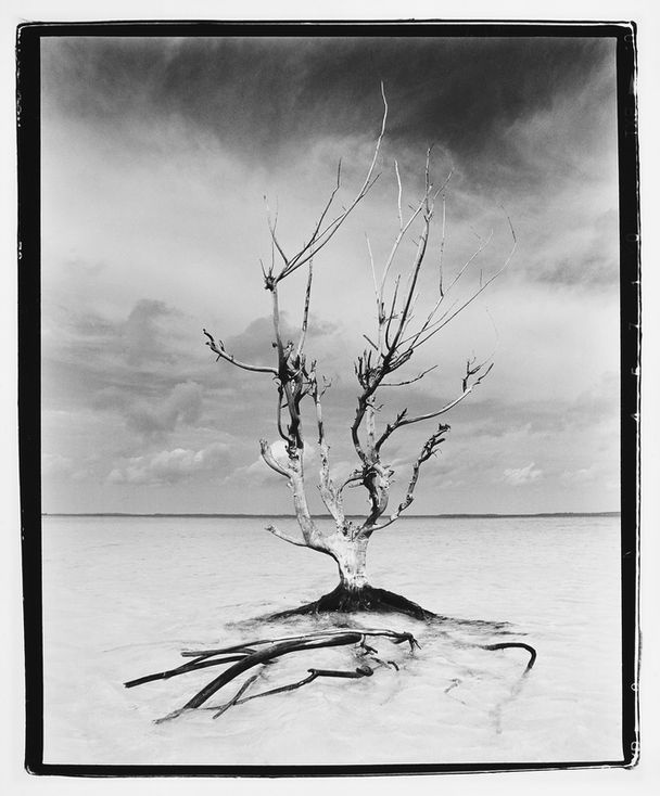 Arbre nu solitaire dans un paysage désertique, noir et blanc.