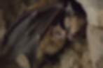 Chauve-souris maison