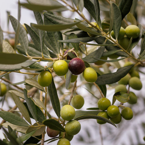 Discover the Power of Olive Tree Extract for Heart, Skin, and Hormonal Vitality