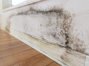 Moisissures sur un mur de sous-sol causées par une infiltration d’eau – inspection par Fissure Élite