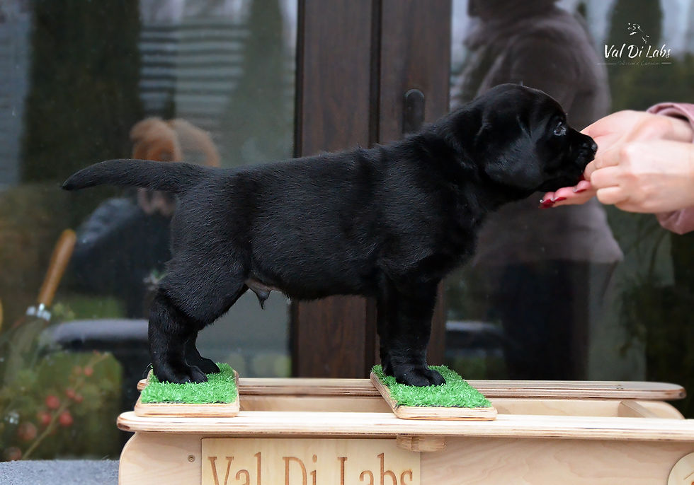 Black puppy labrador (black ribbon)