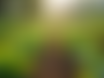 The Benefits of Gardening and Why You Should Invest in a 55 Vegetable Seeds Variety Pack