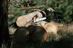 Saw & Bucked Log