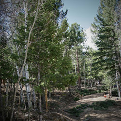 IMG_9110Wlooking-up-the-dri