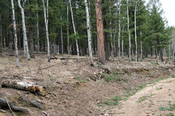 IMG_9383W----after,-looking