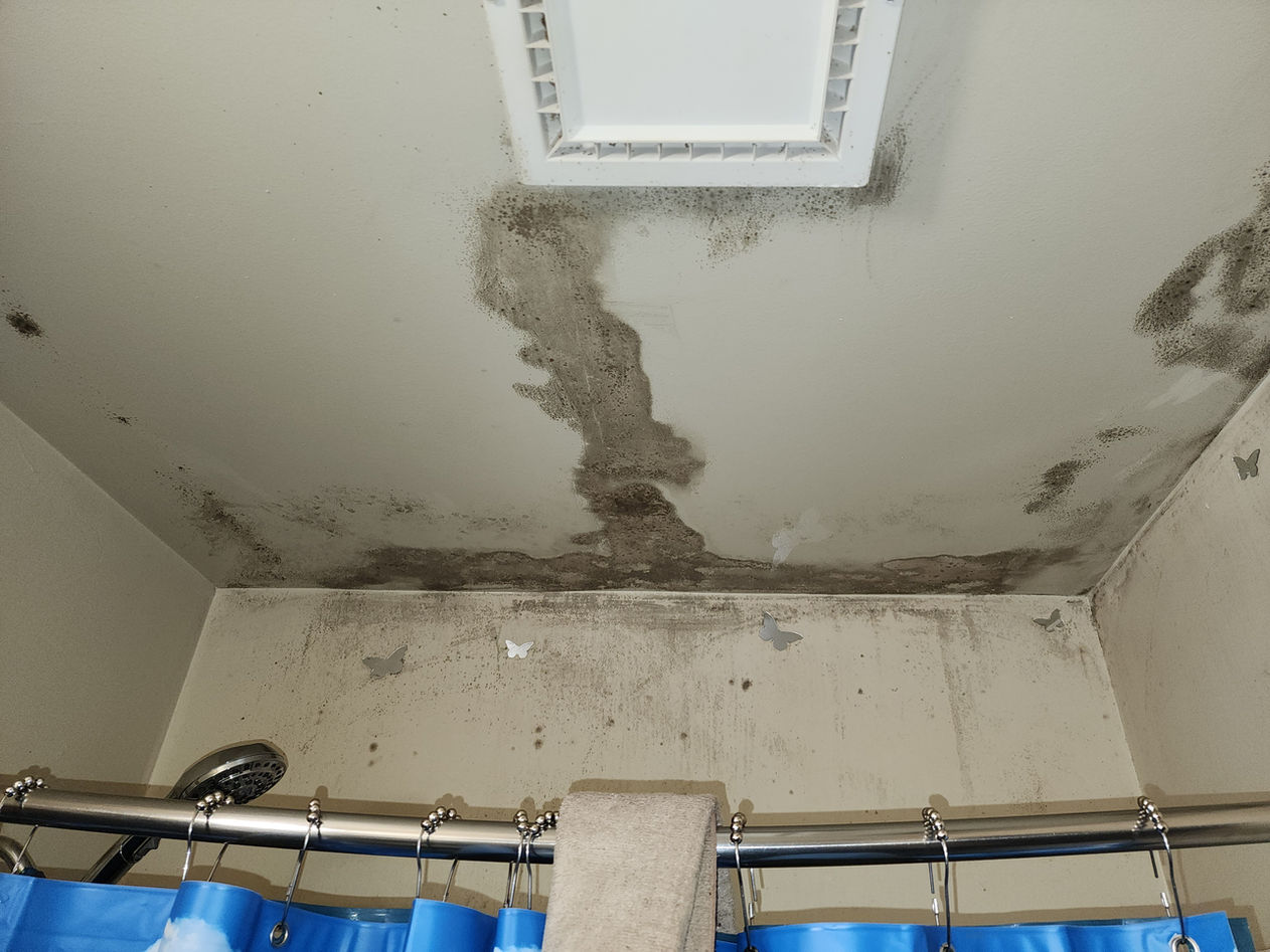 Mold in bathroom removal testing near me NC SC