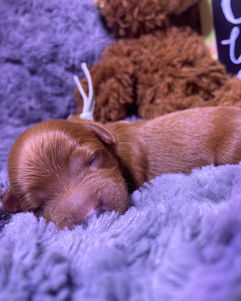 A55270D5-4B09-45D3-962D-4AE751A8A993 2.JPG