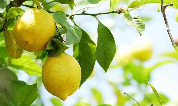 Low hanging fruit.jpg