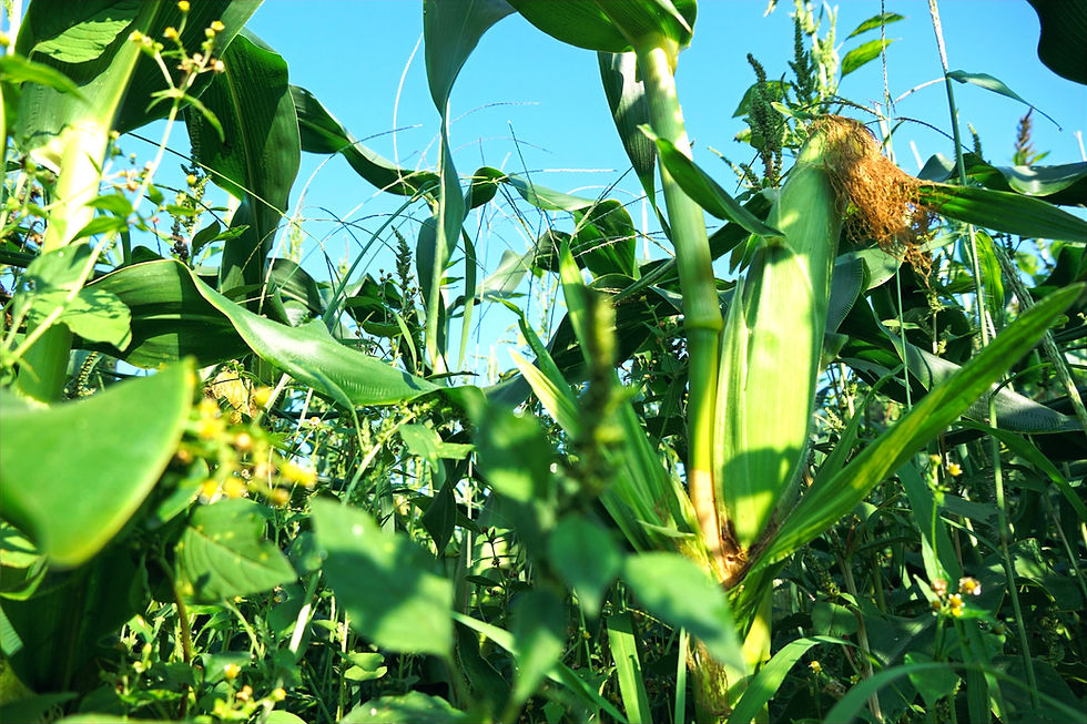 コーン期臨時総会まであと1週間となりました🌽