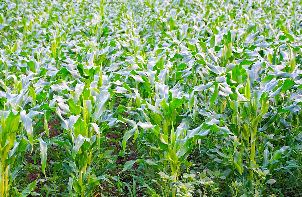 コーン期臨時総会を開催します🌽