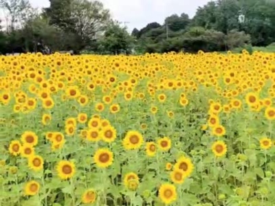 ひまわり（ないとう農園さん）