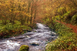 muniellosBosque de Muniellos - Asturias.jpg