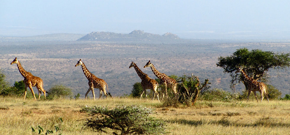 giraffe.jpg