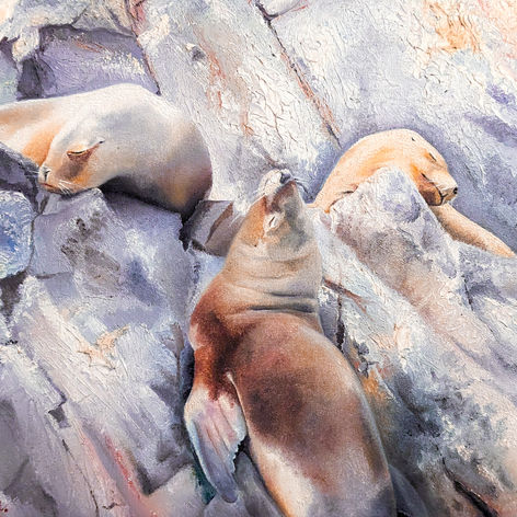 PARACAS SEA LIONS RESTING ON ROCKS