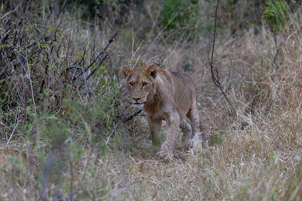 lion-sighting