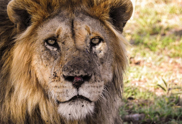 Lion in Ngorongoro Crater
