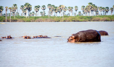 Group of hippos in the water in Selous Game Reserve, Tanzania
