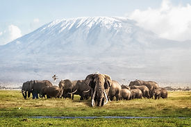 Famous big tusker bull elephant Tim with family herd in front of Mt. Kilimanjaro in Ambose