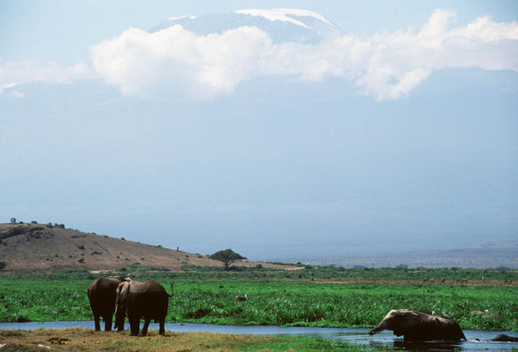 08 - Wildlife at Lodge_Elephants.jpg