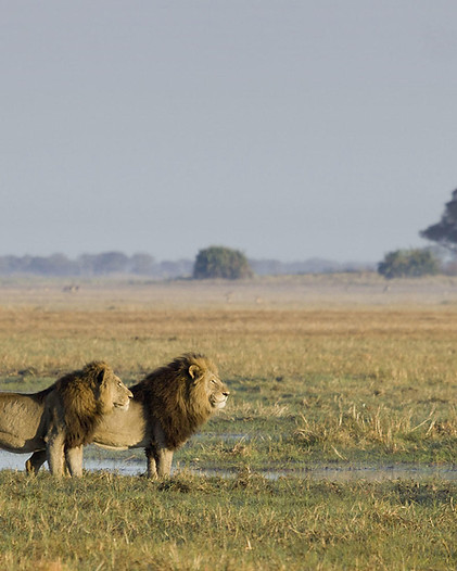 Lions in Kafue National Park