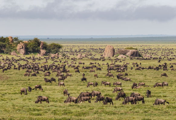 Large wildebeest herd during migration, Serengeti National Park, Tanzania, Africa.jpg