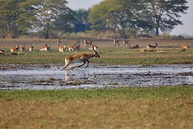  Lechwe (Kobus leche), or southern lechwe, Busanga Plains, Kafue National Park, Zambia