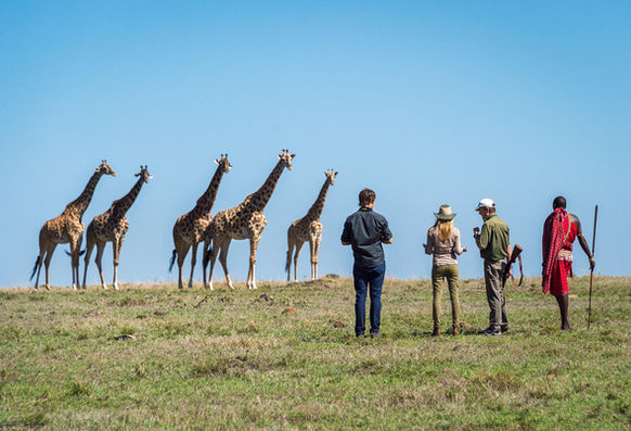 Giraffes on Walking Safari