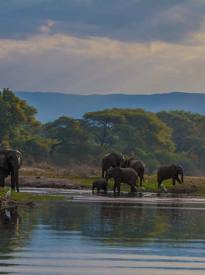 Elephant herd on the river banks below a