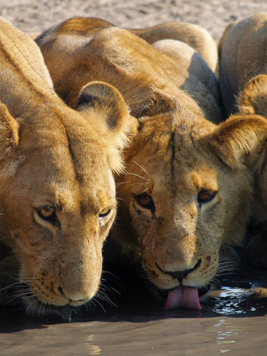 The Lions of the Savute