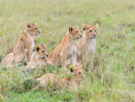 Lions near Governors Camp