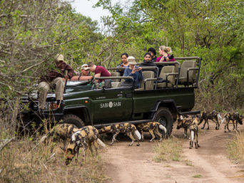 Sabi Sabi Game Drive 