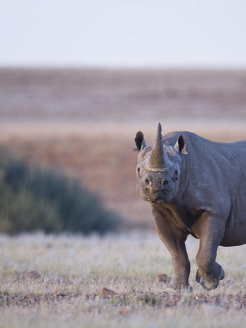 Search For Desert Adapted Species