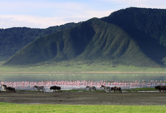 Zebras and wildebeests in the Ngorongoro Crater, Tanzania, flamingos in the background.jpg