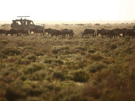 &Beyond Serengeti Under Canvas Game Drive
