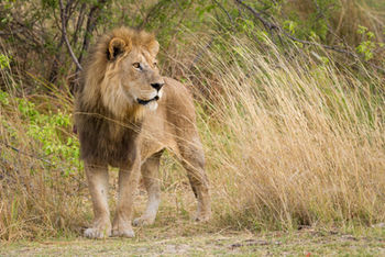 Lion in Moremi Game Reserve