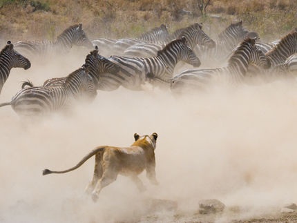 Lioness attack on a zebra. National Park. Kenya. Tanzania. Masai Mara. Serengeti.