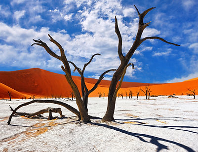 Dead Camelthorn Trees against red dunes and blue sky in Deadvlei, Sossusvlei. Namib-Nauklu