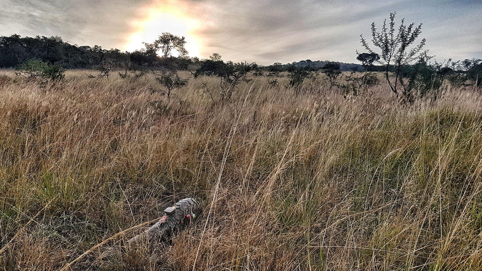 Pangolin Tracking in Phinda Game Reserve