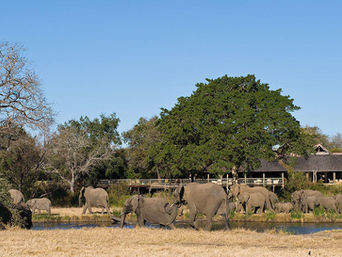 Elephants at Sabi Sabi Bush Lodge