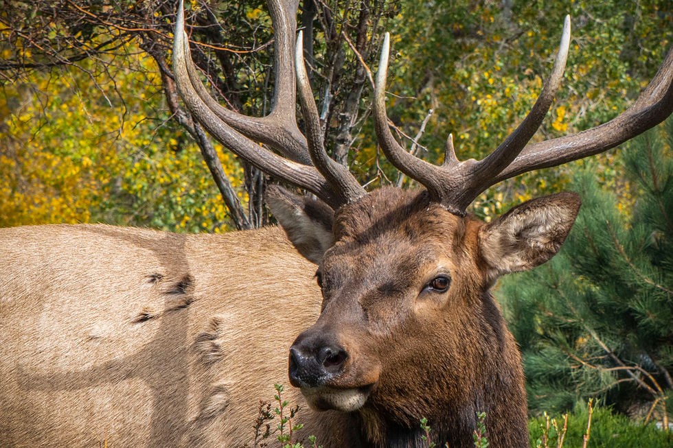 Estes Park Buck Elk close